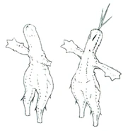 Sabotender FFXI Art.jpg (71 KB) Concept art.