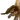 Xiphactinus X2 portrait