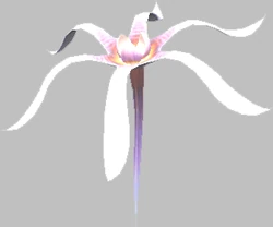 Euvhi with petals opened.
