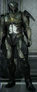 Gladiolus