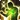 Purification from Final Fantasy XIV icon