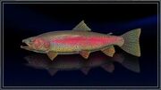 Rainbow Trout.jpg