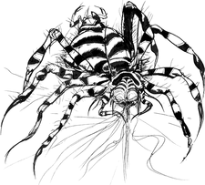 Amano FF1 Spider