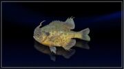 Hookhorn Bluegill.jpg