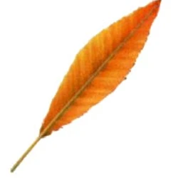 Seraph Comb