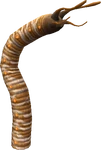 Worm 1 (FFXI)