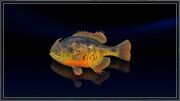 Shorthorn Bluegill.jpg