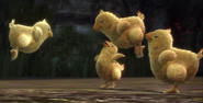 Cocoon and Gran Pulse chocobo chicks in Final Fantasy XIII.