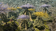 FFXIV Chocobo Forest