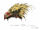 Fortress-Chocobo-Concept-Art.jpg