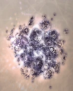 DarkElem FFXII.jpg (255 KB) Dark Elemental