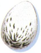 Growth Egg.