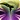 Soulsow from Final Fantasy XIV icon