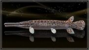 Spotted Devil Gar.jpg