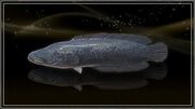 Sapphire Snakehead.jpg