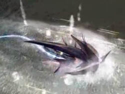 Saffire WEAPON.jpg