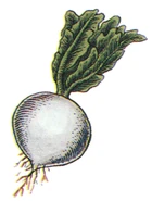 Gysahl Greens FFIII Art.png (72 KB) Gysahl Greens