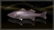 Coral Allural Sea Bass.jpg