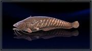 Striped Catfish.jpg