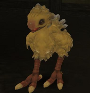 Adolescent chocobo.