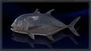 Giant Trevally.jpg