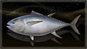 Styrial Bluefin Tuna.jpg