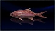 Red Barrelfish.jpg