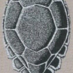 Tortoise Shield