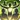 Succor from Final Fantasy XIV icon