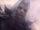 Acsephiroth.png