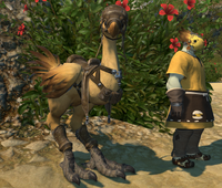 Chocobo FFXIV