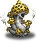 Morchella