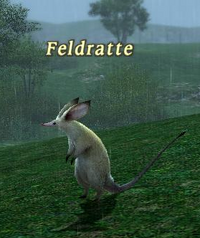 Feldratte