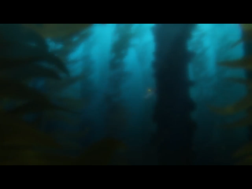 Kelp forest | Finding hank Wikia | Fandom