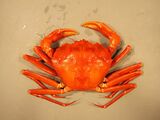 Atlantic Red Crab