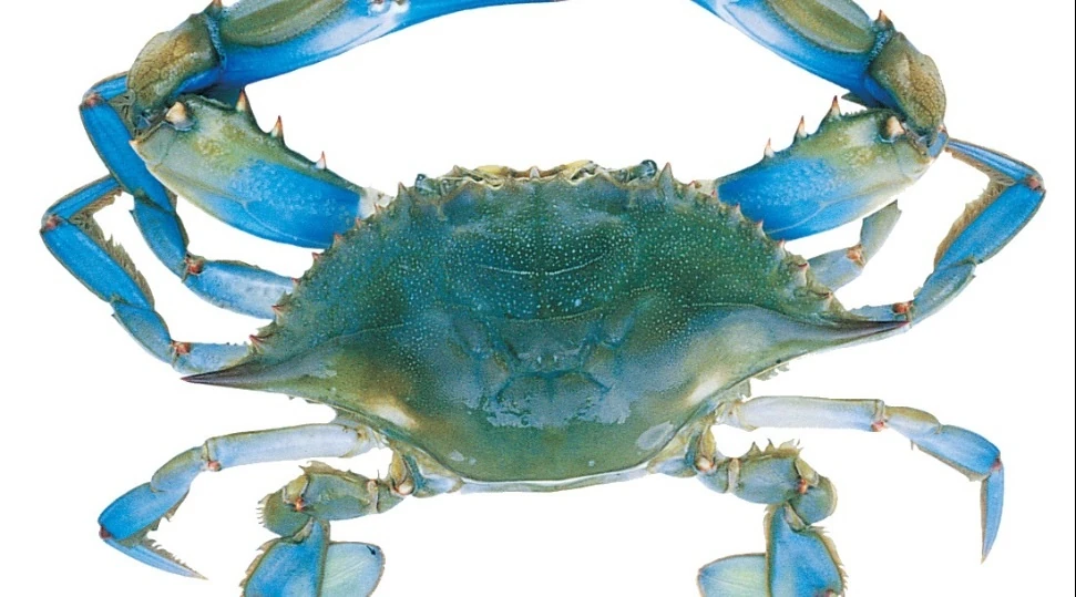 Blue crab Finding nemo species Wikia Fandom