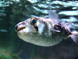 Porcupine Fish