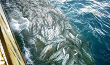 Fish boat | Finding nemo species Wikia | Fandom