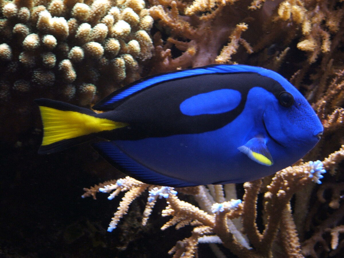  Jibbitz Dory the regal blue tang fish in Finding Nemo