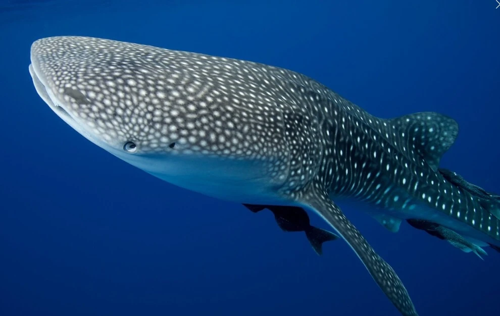 Whale shark | Finding nemo species Wikia | Fandom