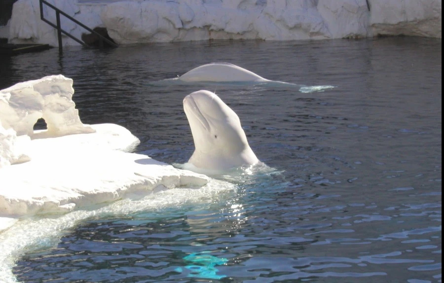 Aquarium beluga whale Finding nemo species Wikia Fandom