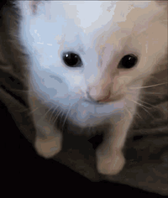 Cat Icon Chomik, Findthechomiks fanon Wiki