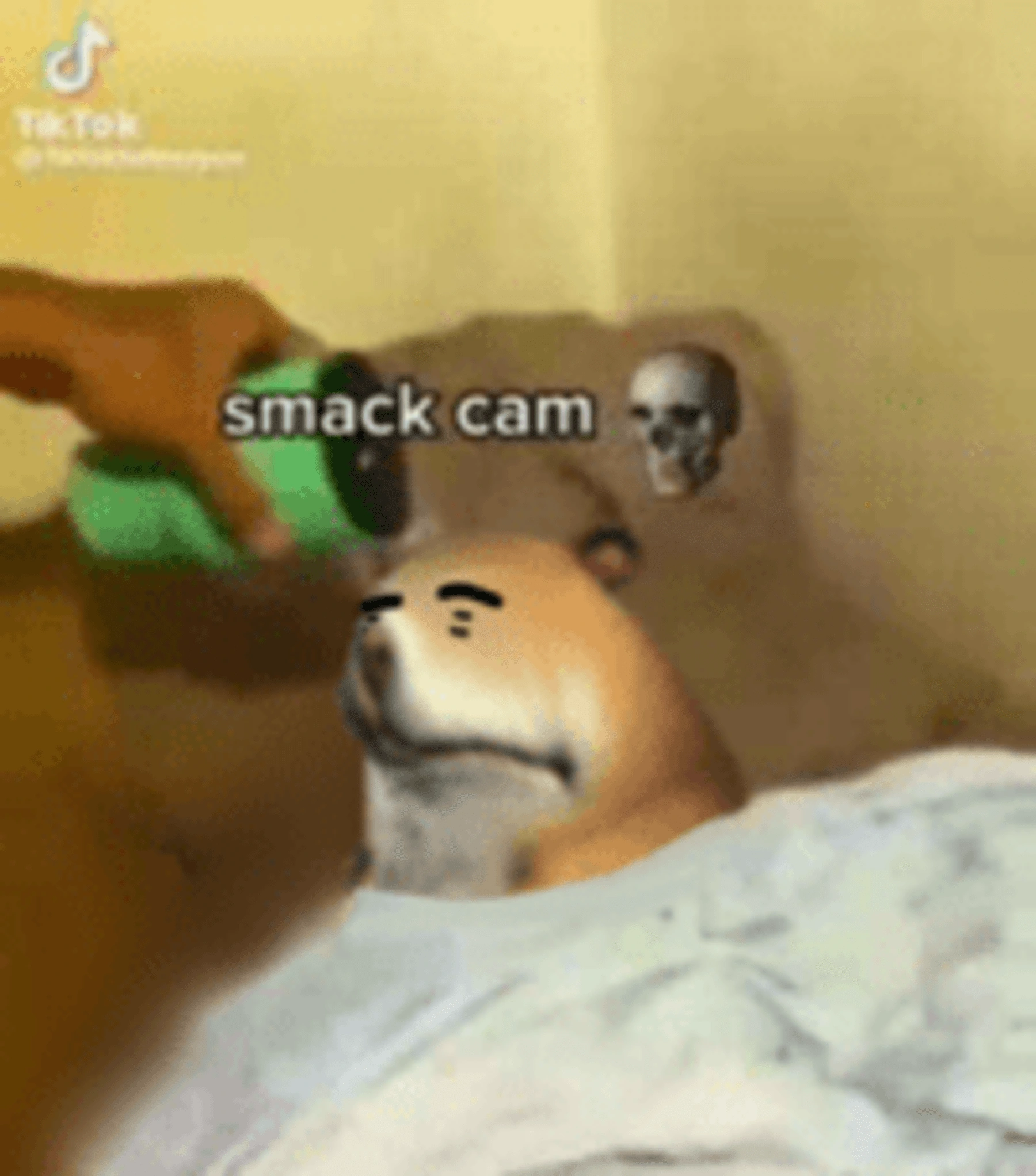 Smack Cam 💀 Chomik | Findthechomiks fanon Wiki | Fandom