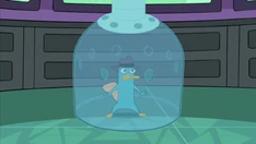 1000px-Platypus under glass