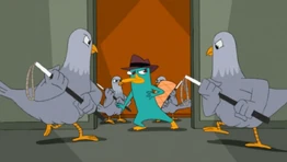 1000px-PerryCapturedbyPigeons