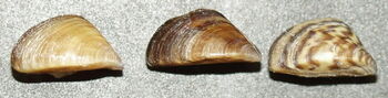 Dreissena polymorpha-Zebra Mussels