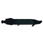 Arapaima