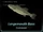 Largemouth Bass