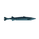 Barracuda