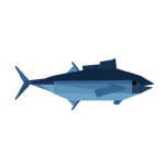 Bluefin Tuna